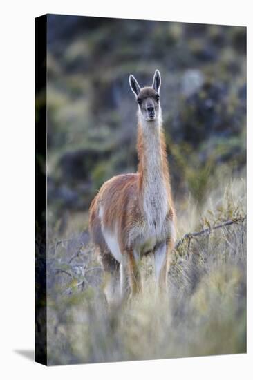 Chile, Aysen, Valle Chacabuco. Guanaco in Patagonia Park.-Fredrik Norrsell-Premier Image Canvas