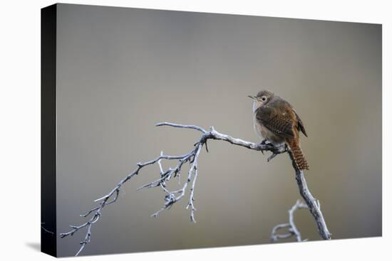 Chile, Aysen, Valle Chacabuco. House Wren in Patagonia Park.-Fredrik Norrsell-Premier Image Canvas