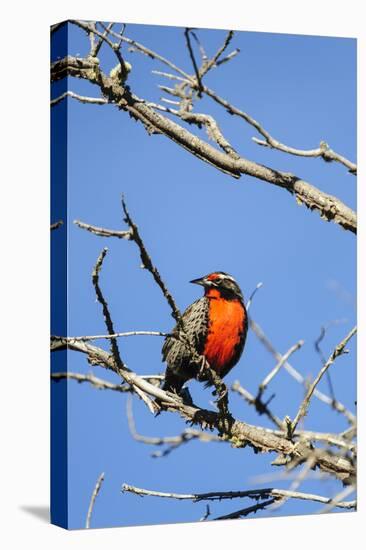 Chile, Aysen, Valle Chacabuco. Long-tailed Meadowlark in Patagonia Park.-Fredrik Norrsell-Premier Image Canvas