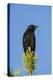 Chile, Aysen, Villa Frei. Austral Blackbird.-Fredrik Norrsell-Premier Image Canvas