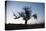 Chile, Combarbala, Tree, Sundown-Jutta Ulmer-Premier Image Canvas