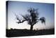 Chile, Combarbala, Tree, Sundown-Jutta Ulmer-Premier Image Canvas