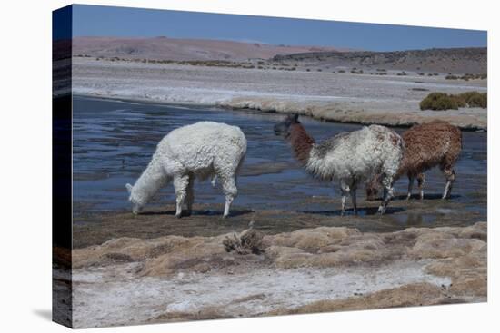 Chile, Pakana, Semi-Wild Llamas Drinking at the Tara Salt Lake-Mallorie Ostrowitz-Premier Image Canvas