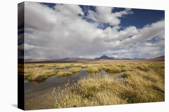 Chile, Pampas Incahuasi, Ischu Grass, Lagoon-Jutta Ulmer-Premier Image Canvas