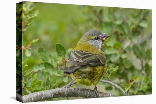 Chile, Patagonia. Black-chinned siskin on limb.-Jaynes Gallery-Premier Image Canvas