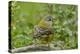 Chile, Patagonia. Black-chinned siskin on limb.-Jaynes Gallery-Premier Image Canvas