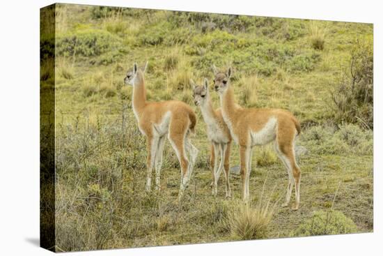 Chile, Patagonia. Group of young guanacos.-Jaynes Gallery-Premier Image Canvas