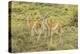 Chile, Patagonia. Group of young guanacos.-Jaynes Gallery-Premier Image Canvas