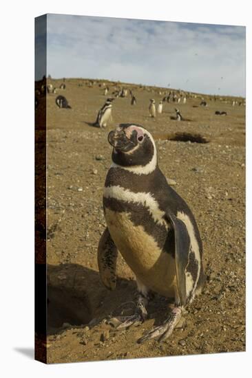 Chile, Patagonia, Isla Magdalena. Close-up of Magellanic Penguins-Cathy & Gordon Illg-Premier Image Canvas