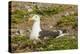 Chile, Patagonia, Isla Magdalena. Kelp Gull Adult on Nest-Cathy & Gordon Illg-Premier Image Canvas