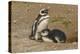 Chile, Patagonia, Isla Magdalena. Magellanic Penguin and Chick at Nest-Cathy & Gordon Illg-Premier Image Canvas