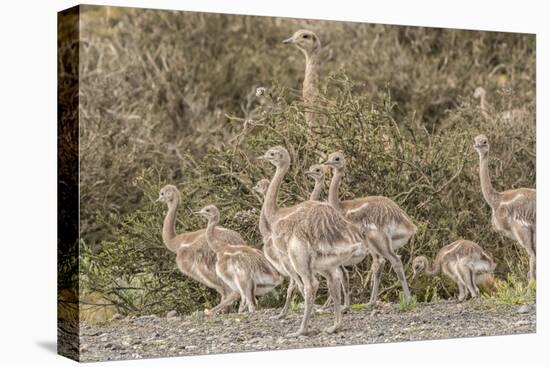 Chile, Patagonia. Male rhea and chicks.-Jaynes Gallery-Premier Image Canvas