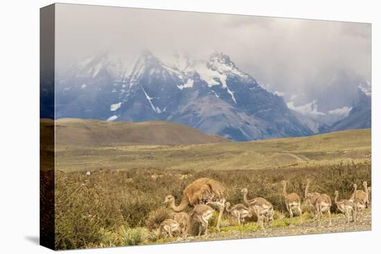 Chile, Patagonia. Rhea father and chicks.-Jaynes Gallery-Premier Image Canvas