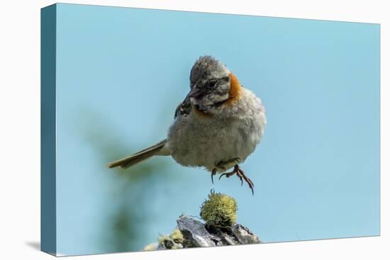 Chile, Patagonia. Rufous-collared sparrow jumping.-Jaynes Gallery-Premier Image Canvas