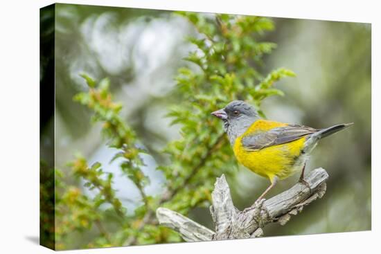 Chile, Patagonia. Sierra finch close-up.-Jaynes Gallery-Premier Image Canvas