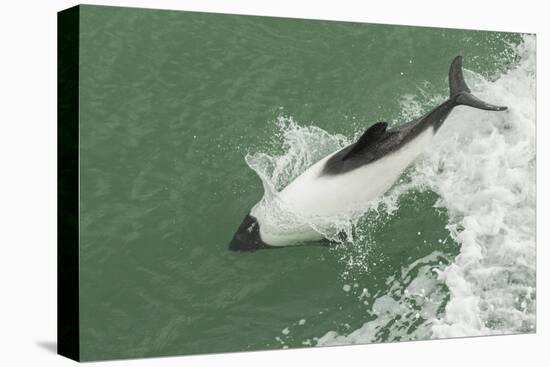 Chile, Patagonia, Straits of Magellan. Commerson's Dolphin Breaching-Cathy & Gordon Illg-Premier Image Canvas