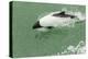 Chile, Patagonia, Straits of Magellan. Commerson's Dolphin-Cathy & Gordon Illg-Premier Image Canvas