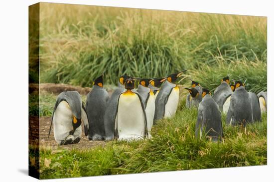 Chile, Patagonia, Tierra del Fuego. King Penguin Colony-Cathy & Gordon Illg-Premier Image Canvas