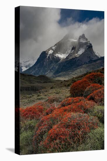 Chile, Patagonia, Torres Del Paine, firebush and mountain-Howie Garber-Premier Image Canvas