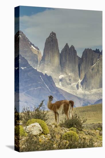 Chile, Patagonia, Torres del Paine. Guanaco in Field-Cathy & Gordon Illg-Premier Image Canvas