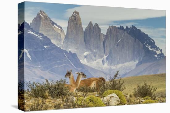 Chile, Patagonia, Torres del Paine. Guanacos in Field-Cathy & Gordon Illg-Premier Image Canvas