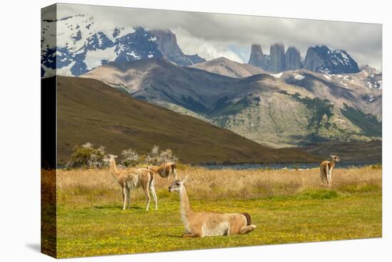 Chile, Patagonia, Torres del Paine NP. Landscape with Guanacos-Cathy & Gordon Illg-Premier Image Canvas