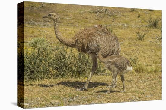 Chile, Patagonia, Torres del Paine NP. Lesser Rhea Adult and Chick-Cathy & Gordon Illg-Premier Image Canvas