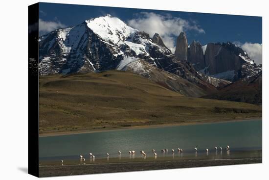 Chilean Flamingo on Blue Lake, Torres del Paine NP, Patagonia, Chile-Pete Oxford-Premier Image Canvas