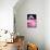 Chilean Flamingo Portrait-Jeff McGraw-Premier Image Canvas displayed on a wall