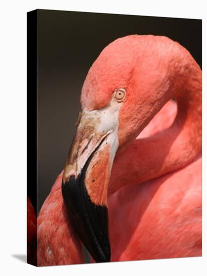 Chilean Flamingo-Adam Jones-Premier Image Canvas