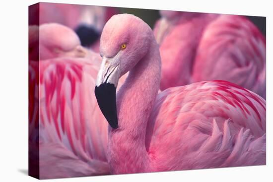 Chilean Flamingo-Jeff McGraw-Premier Image Canvas