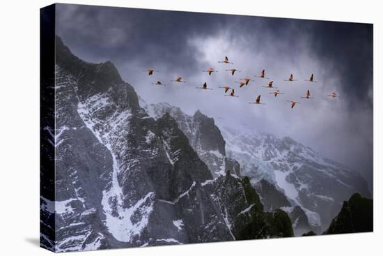 Chilean Flamingos (Phoenicopterus Chilensis) in Flight over Mountain Peaks, Chile-Ben Hall-Premier Image Canvas