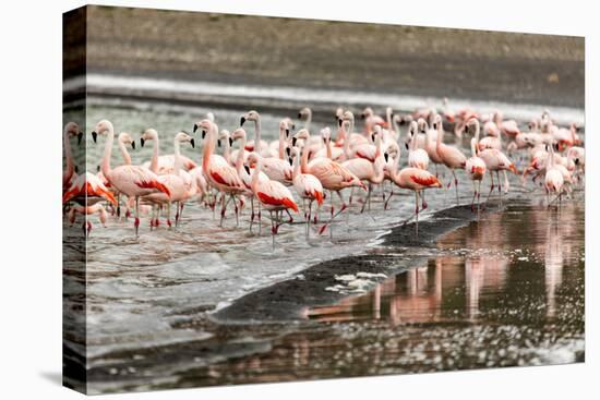 Chilean flamingos (Phoenicopterus chilensis) in Torres del Paine National Park, Patagonia, Chile, S-Alex Robinson-Premier Image Canvas