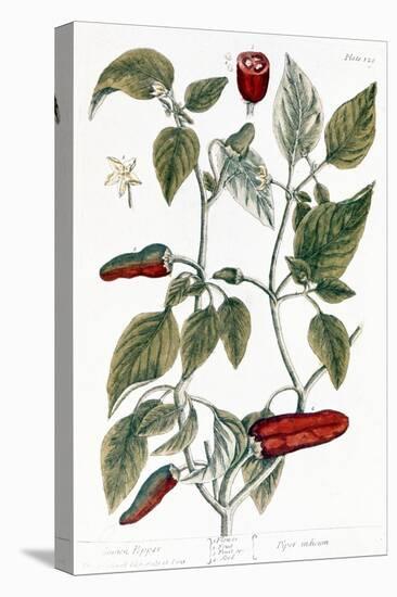 Chili Pepper, 1735-Elizabeth Blackwell-Premier Image Canvas