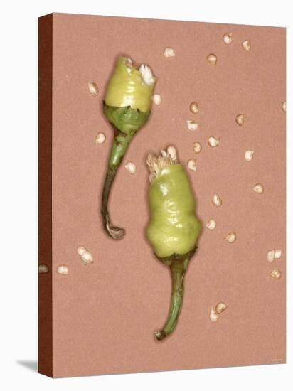 Chili Pepper with Seeds-Alexander Feig-Premier Image Canvas