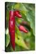 Chili Peppers (Capsicum Annum)-Maria Mosolova-Premier Image Canvas