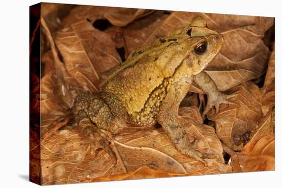 Chimalapas toad, Finca Arroyo Negro, Chiapas, Mexico-Claudio Contreras-Premier Image Canvas