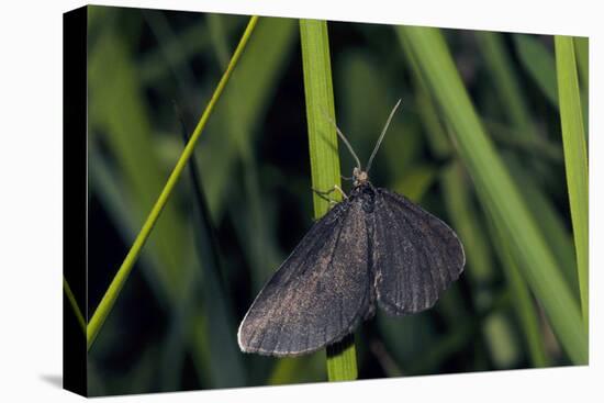 Chimney Sweeper on Blade of Grass-Harald Kroiss-Premier Image Canvas