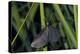 Chimney Sweeper on Blade of Grass-Harald Kroiss-Premier Image Canvas