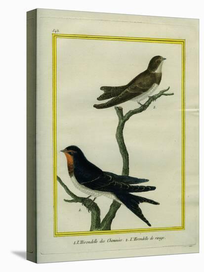 Chimney Swift and Sand Martin-Georges-Louis Buffon-Premier Image Canvas
