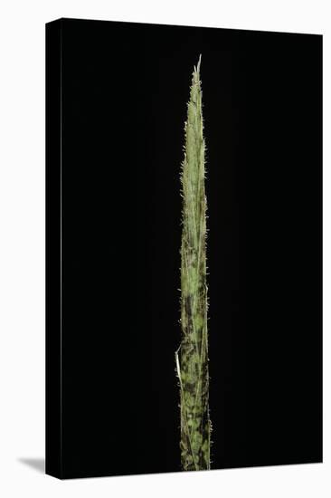 Chimonobambusa Marmorea (Marble Bamboo) - Shoot-Paul Starosta-Premier Image Canvas