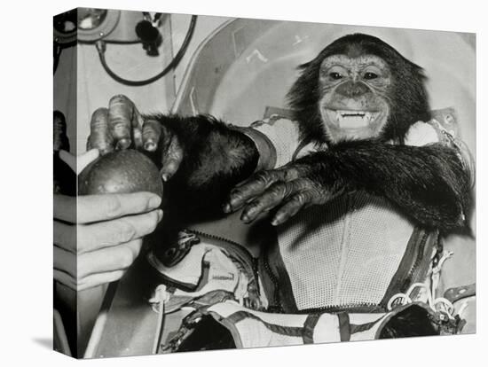 Chimp Ham After Mercury MR2 Flight-null-Premier Image Canvas