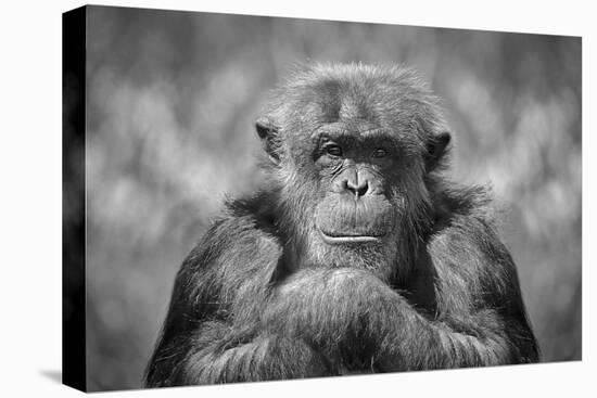 Chimp-SD Smart-Premier Image Canvas