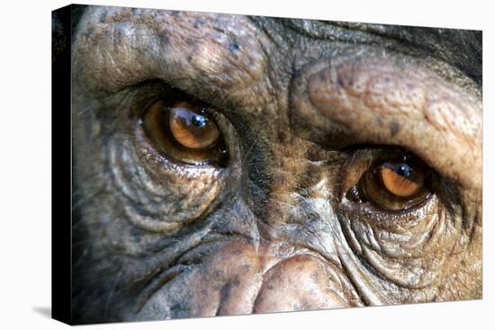 Chimpanzee, Close-Up of Eyes-null-Premier Image Canvas