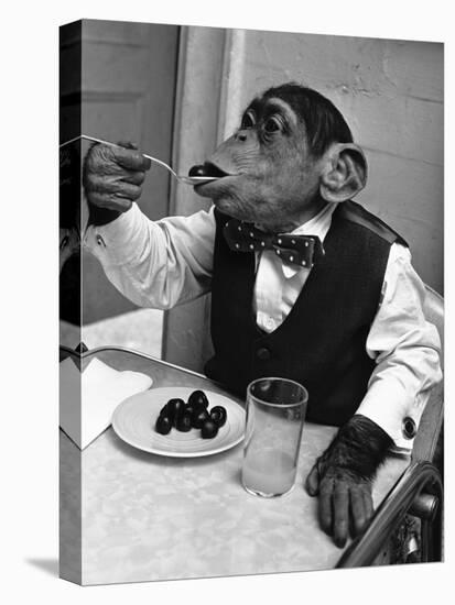 Chimpanzee Dining at a Table-null-Premier Image Canvas