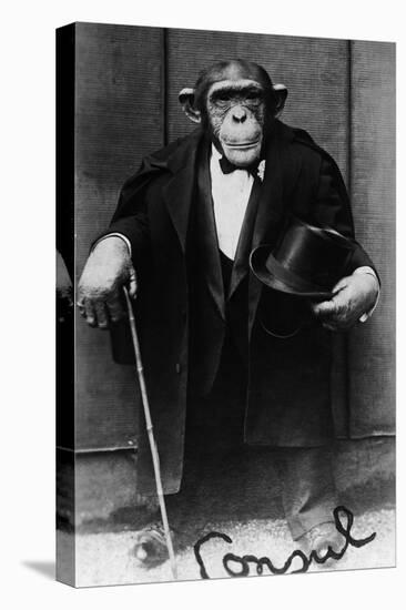 Chimpanzee Dressed in Evening Wear-null-Premier Image Canvas