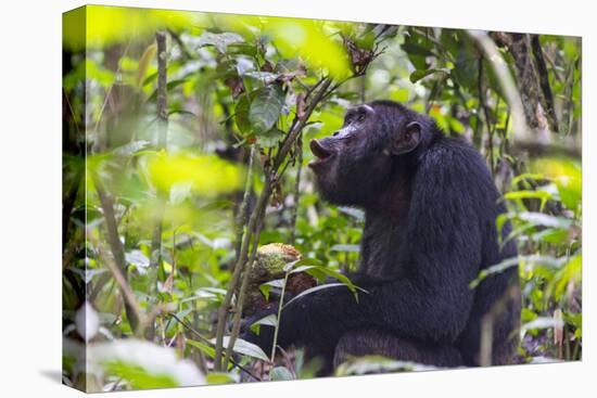 Chimpanzee eating wild jackfruit, Kibale National Park, Uganda-Keren Su-Premier Image Canvas