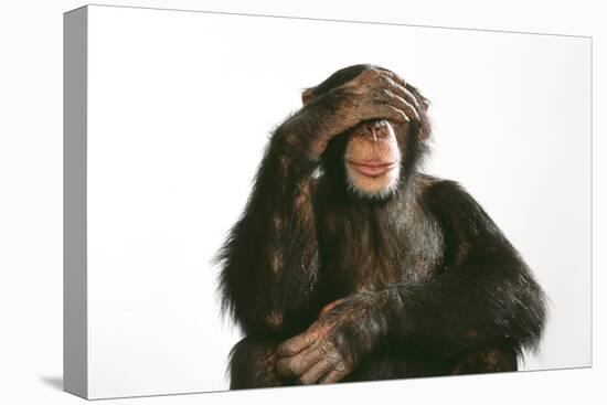 Chimpanzee Hand over Eyes 'See No Evil'-null-Premier Image Canvas