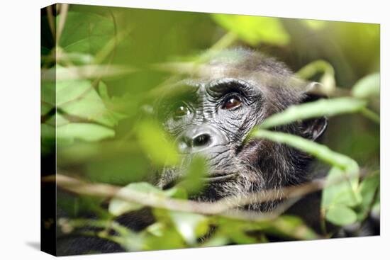 Chimpanzee in Bush at Mahale Mountains National Park, Tanzania-Paul Joynson Hicks-Premier Image Canvas