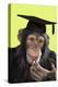Chimpanzee in Mortarboard-null-Premier Image Canvas